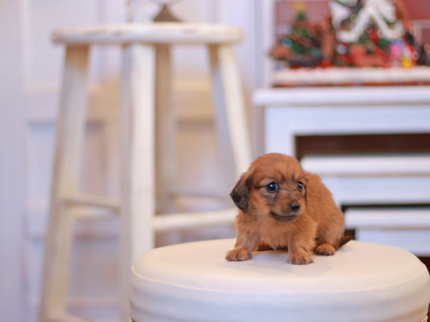 カニンヘン ダックスフンド オリーブ & ブルースの子犬 レッド 女の子（2）