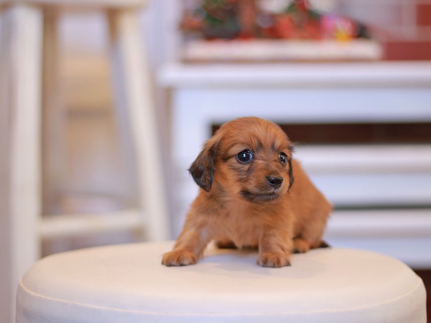 カニンヘン ダックスフンド オリーブ & ブルースの子犬 レッド 女の子（2）