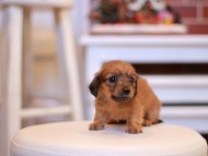 Kaninchen-Dachshund1955