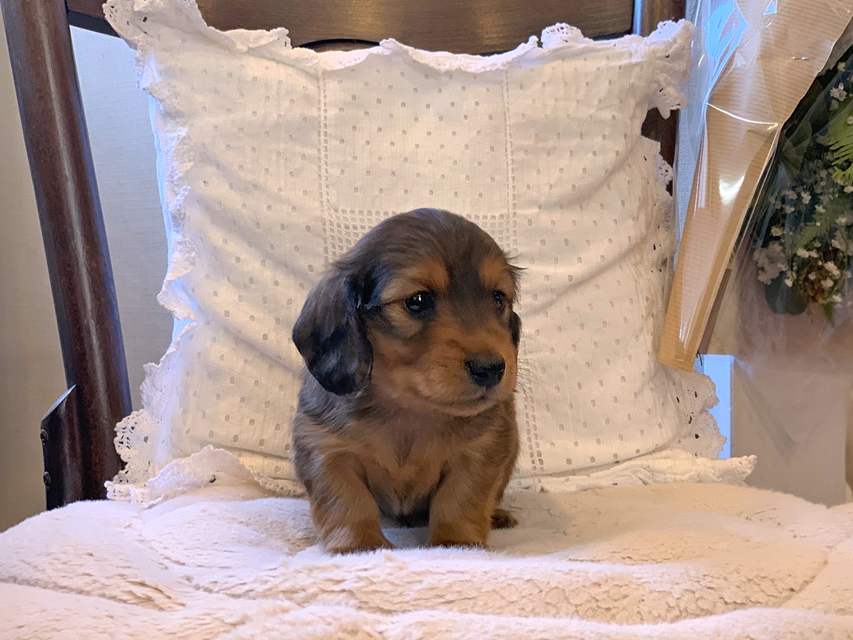 カニンヘン ダックスフンド トマト & オスカーの子犬 レッド 男の子