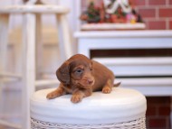 Kaninchen-Dachshund1960