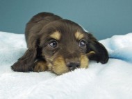 ジャム & スルガの子犬 ブラックイエロー（ブラッククリーム） 女の子（2）