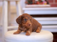 Kaninchen-Dachshund1972