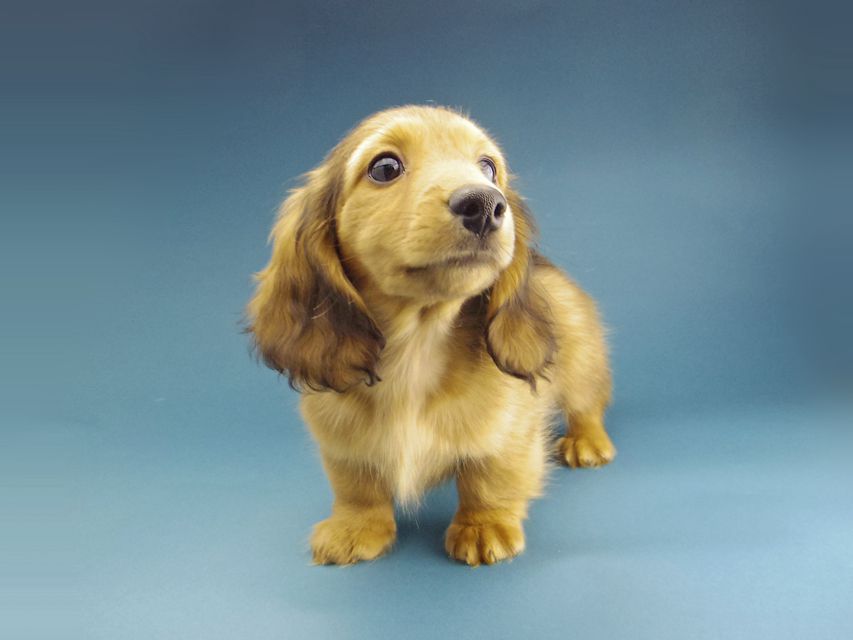 カニンヘン ダックスフンド バンビ & スカッシュの子犬 レッド 男の子