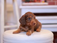 Kaninchen-Dachshund1974