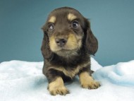 Kaninchen-Dachshund198 Kaninchen-Dachshund198