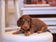 Kaninchen-Dachshund1980 Kaninchen-Dachshund1980