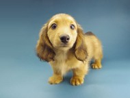 Kaninchen-Dachshund198