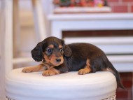 Kaninchen-Dachshund1988