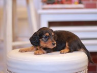 Kaninchen-Dachshund1990