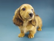 Kaninchen-Dachshund199