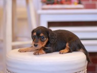 Kaninchen-Dachshund1992