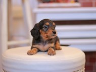 Kaninchen-Dachshund1998 Kaninchen-Dachshund1998