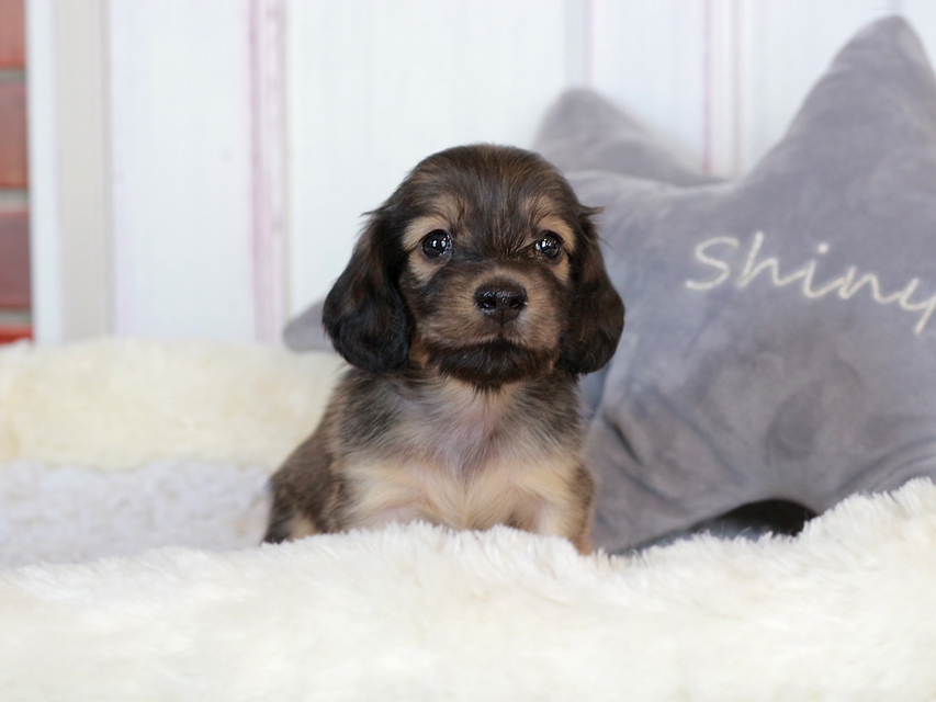 カニンヘン ダックスフンド まめms & 竹千代CHの子犬 シェーデットイエロー（シェーデットクリーム） 女の子（1）