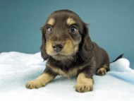 Kaninchen-Dachshund200 Kaninchen-Dachshund200