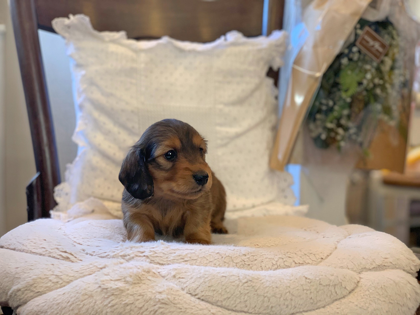 カニンヘン ダックスフンド トマト & オスカーの子犬 レッド 男の子