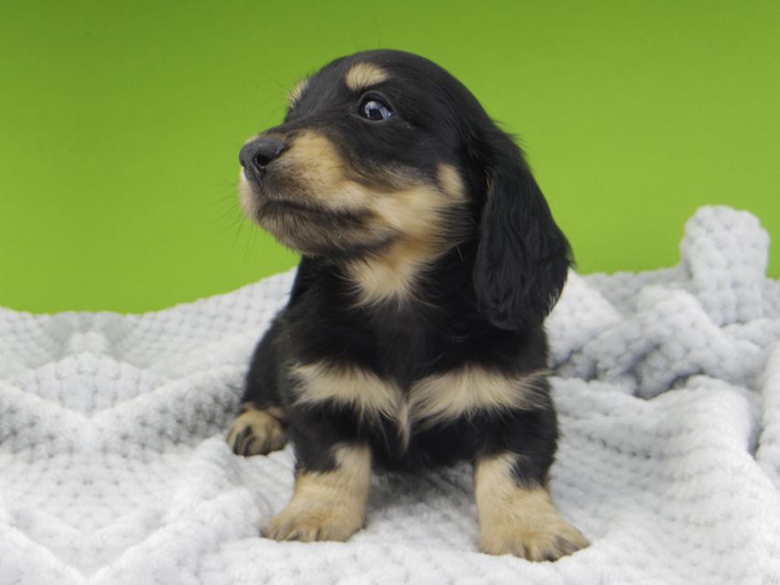 カニンヘン ダックスフンド レイcs & スカッシュの子犬 ブラックイエロー(ブラッククリーム) 男の子Kaninchen-Dachshund20099 カニンヘン ダックスフンド レイcs & スカッシュの子犬 ブラックイエロー(ブラッククリーム) 男の子