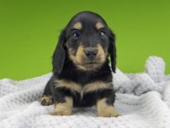 Kaninchen-Dachshund20100 Kaninchen-Dachshund20100