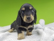 Kaninchen-Dachshund20106 Kaninchen-Dachshund20106