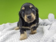 Kaninchen-Dachshund20110 Kaninchen-Dachshund20110