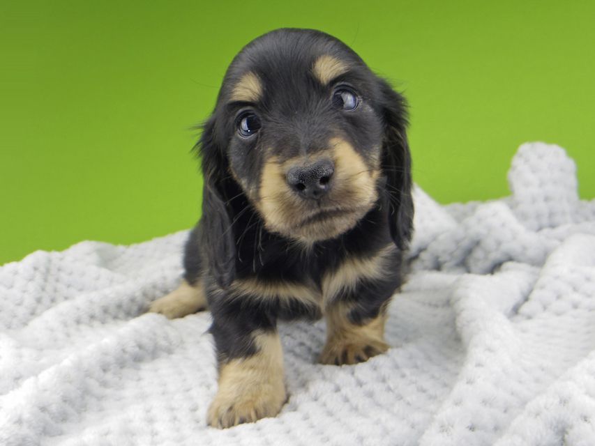 カニンヘン ダックスフンド レイcs & スカッシュの子犬 ブラックイエロー(ブラッククリーム) 男の子Kaninchen-Dachshund20110 カニンヘン ダックスフンド レイcs & スカッシュの子犬 ブラックイエロー(ブラッククリーム) 男の子