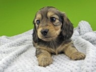 Kaninchen-Dachshund20118 Kaninchen-Dachshund20118