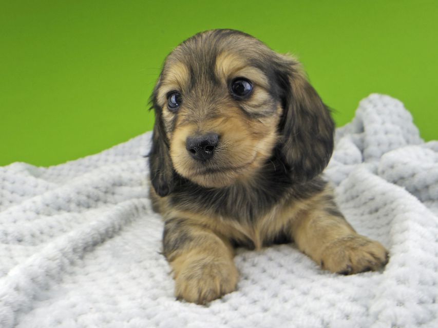 カニンヘン ダックスフンド レイcs & スカッシュの子犬 シェーデットイエロー(シェーデットクリーム) 男の子Kaninchen-Dachshund20118 カニンヘン ダックスフンド レイcs & スカッシュの子犬 シェーデットイエロー(シェーデットクリーム) 男の子