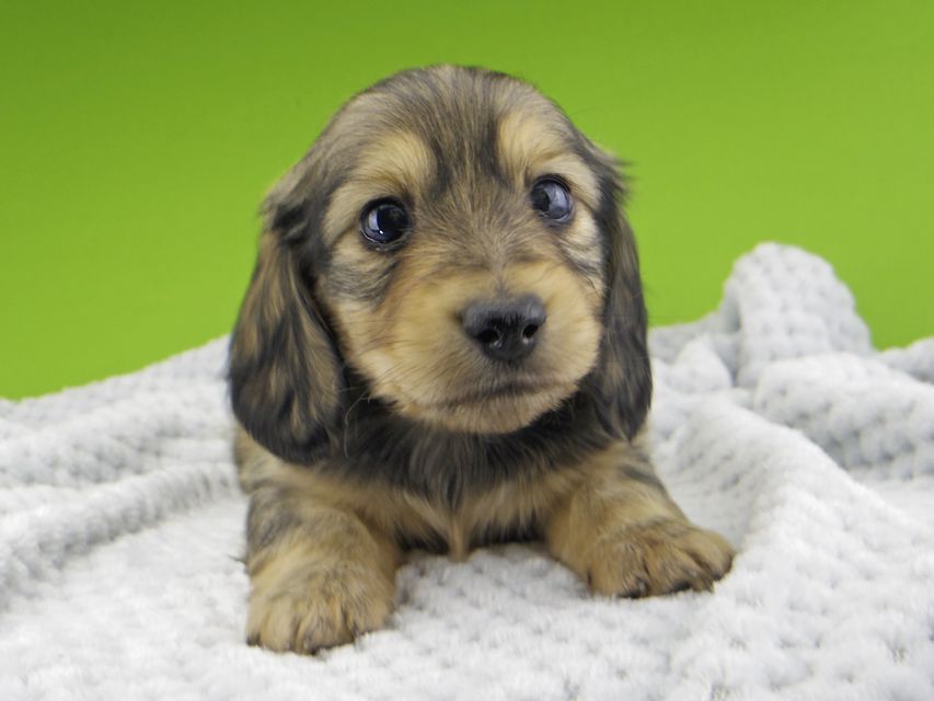 カニンヘン ダックスフンド レイcs & スカッシュの子犬 シェーデットイエロー(シェーデットクリーム) 男の子Kaninchen-Dachshund20119 カニンヘン ダックスフンド レイcs & スカッシュの子犬 シェーデットイエロー(シェーデットクリーム) 男の子