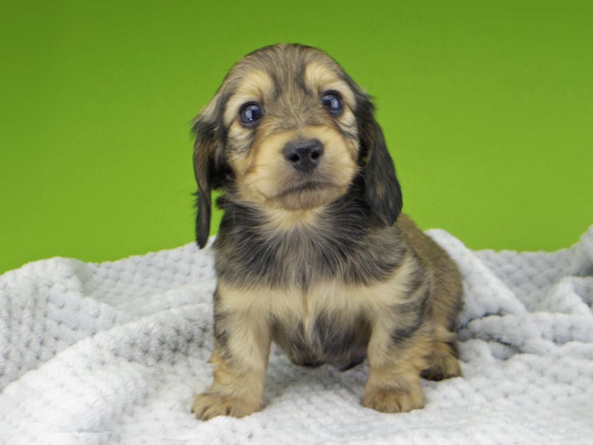 カニンヘン ダックスフンド レイcs & スカッシュの子犬 シェーデットイエロー(シェーデットクリーム) 男の子Kaninchen-Dachshund20125 カニンヘン ダックスフンド レイcs & スカッシュの子犬 シェーデットイエロー(シェーデットクリーム) 男の子