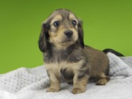 Kaninchen-Dachshund20130 Kaninchen-Dachshund20130