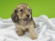 Kaninchen-Dachshund20140 Kaninchen-Dachshund20140