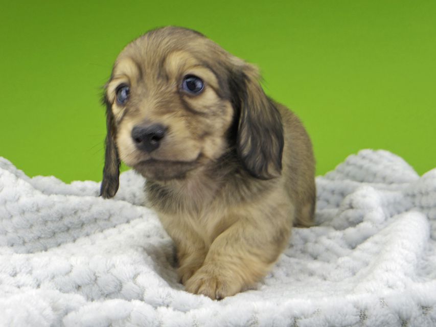 カニンヘン ダックスフンド レイcs & スカッシュの子犬 シェーデットイエロー（シェーデットクリーム） 女の子