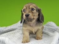 Kaninchen-Dachshund20145 Kaninchen-Dachshund20145