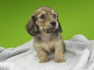 Kaninchen-Dachshund20148 Kaninchen-Dachshund20148