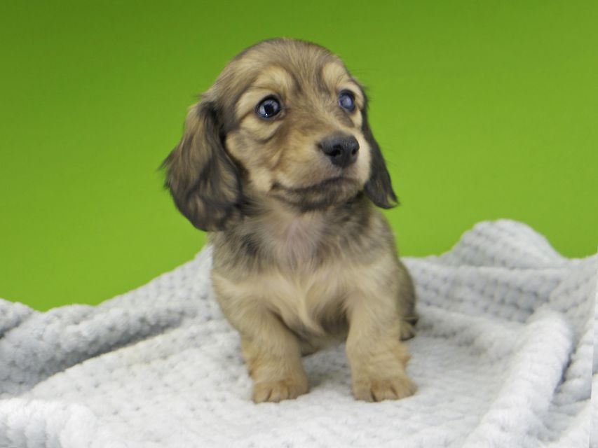 カニンヘン ダックスフンド レイcs & スカッシュの子犬 シェーデットイエロー（シェーデットクリーム） 女の子