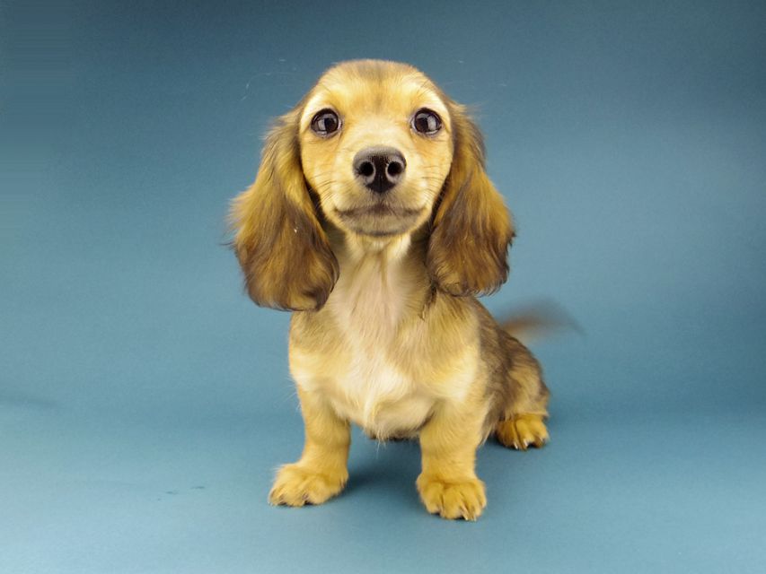 Kaninchen-Dachshund202 Kaninchen-Dachshund202