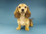 Kaninchen-Dachshund202