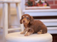 Kaninchen-Dachshund2023