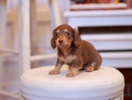 Kaninchen-Dachshund2035