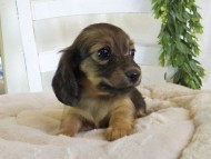 Kaninchen-Dachshund204