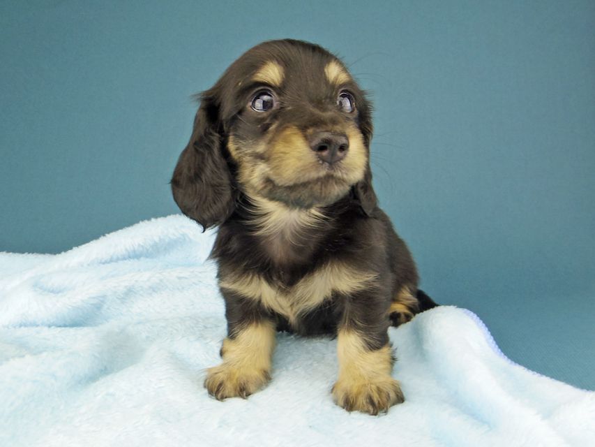 カニンヘン ダックスフンド ジャム & スルガの子犬 ブラックイエロー（ブラッククリーム） 女の子（2）