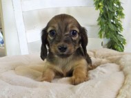 Kaninchen-Dachshund205