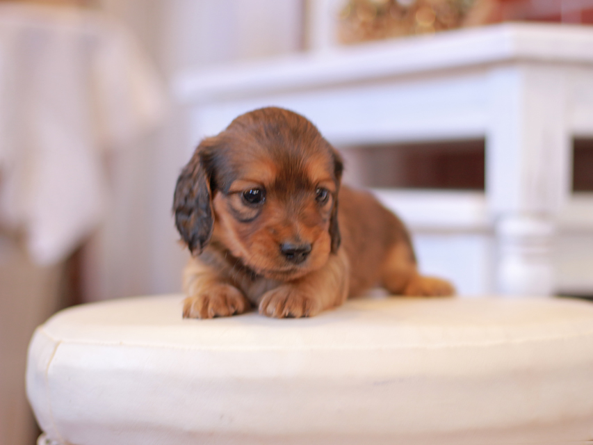 カニンヘン ダックスフンド ティナ&竹千代CHの子犬 レッド 女の子