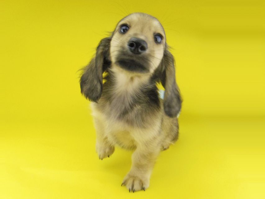 カニンヘン ダックスフンド ローリー & タケルの子犬 イエロー（クリーム） 男の子