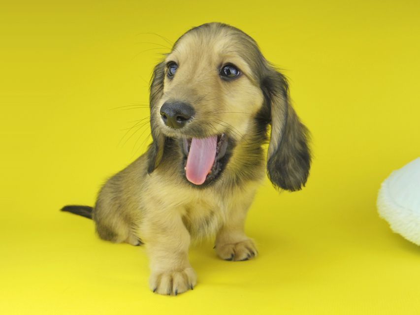 カニンヘン ダックスフンド ローリー & タケルの子犬 イエロー（クリーム） 男の子