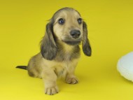 Kaninchen-Dachshund2078 Kaninchen-Dachshund2078