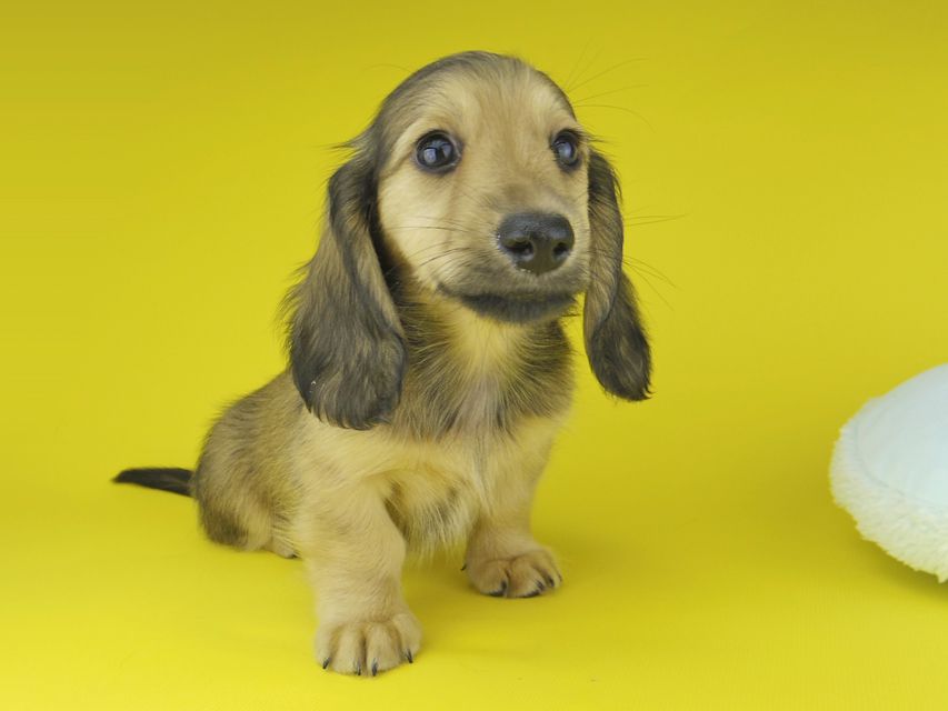 カニンヘン ダックスフンド ローリー & タケルの子犬 イエロー（クリーム） 男の子