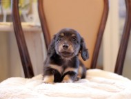 Kaninchen-Dachshund2080
