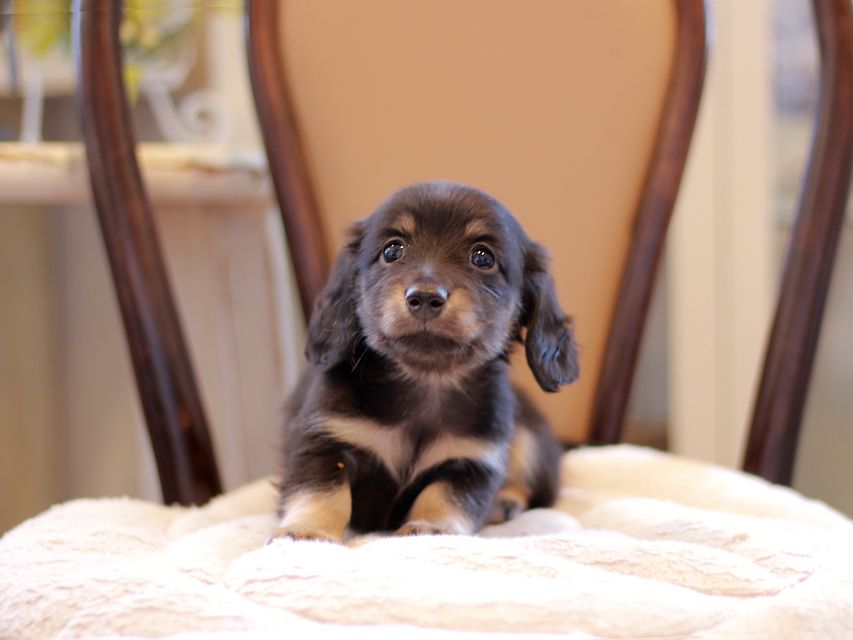 カニンヘン ダックスフンド ピアノ & 朝日の子犬 ブラックイエロー（ブラッククリーム） 男の子（2）