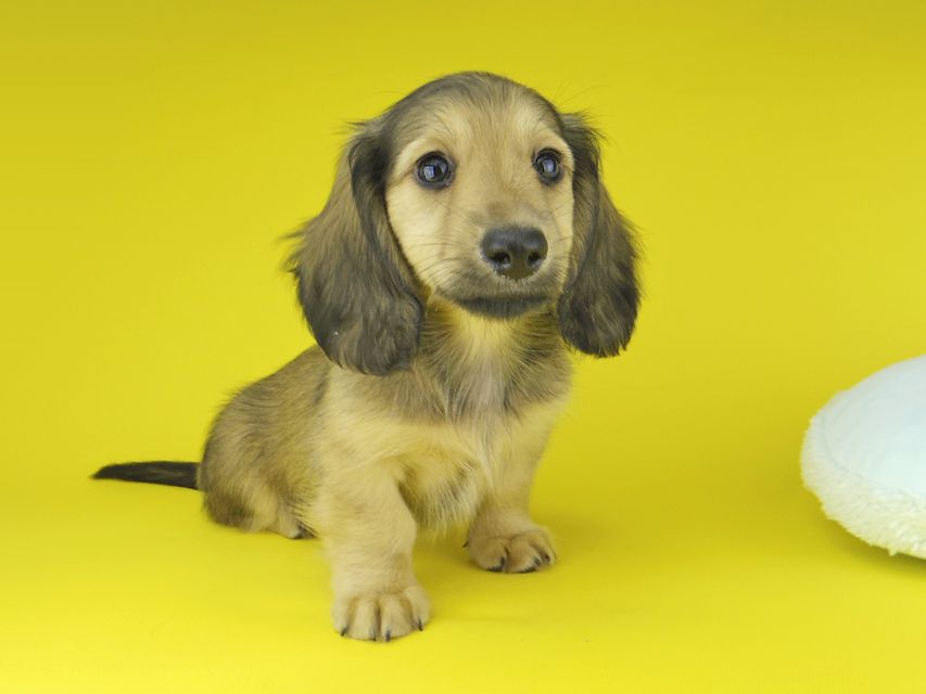 カニンヘン ダックスフンド ローリー & タケルの子犬 イエロー（クリーム） 男の子